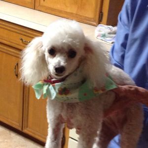 Meet your Posher, Billie